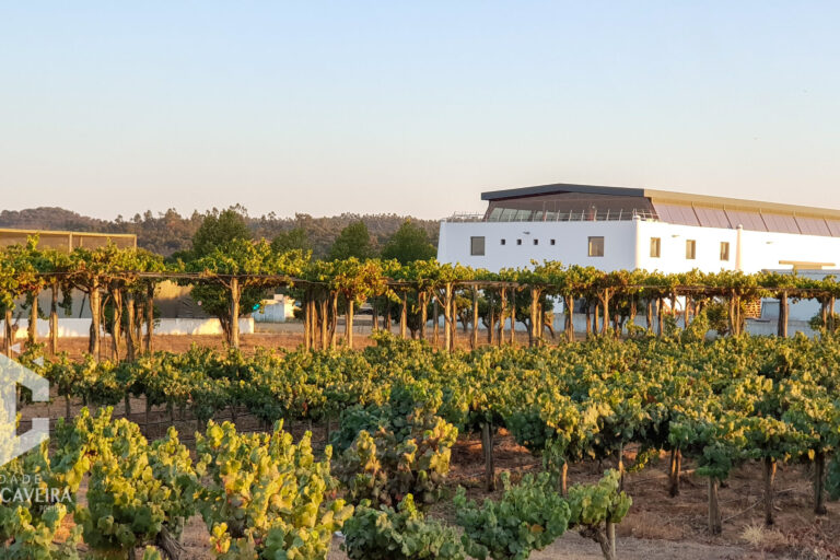 as melhores castas portuguesas - ROTA DE VINHOS PENÍNSULA DE SETÚBAL