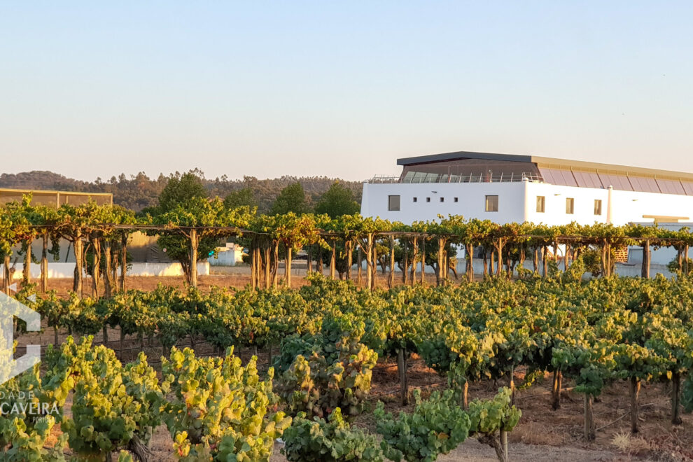 as melhores castas portuguesas - ROTA DE VINHOS PENÍNSULA DE SETÚBAL