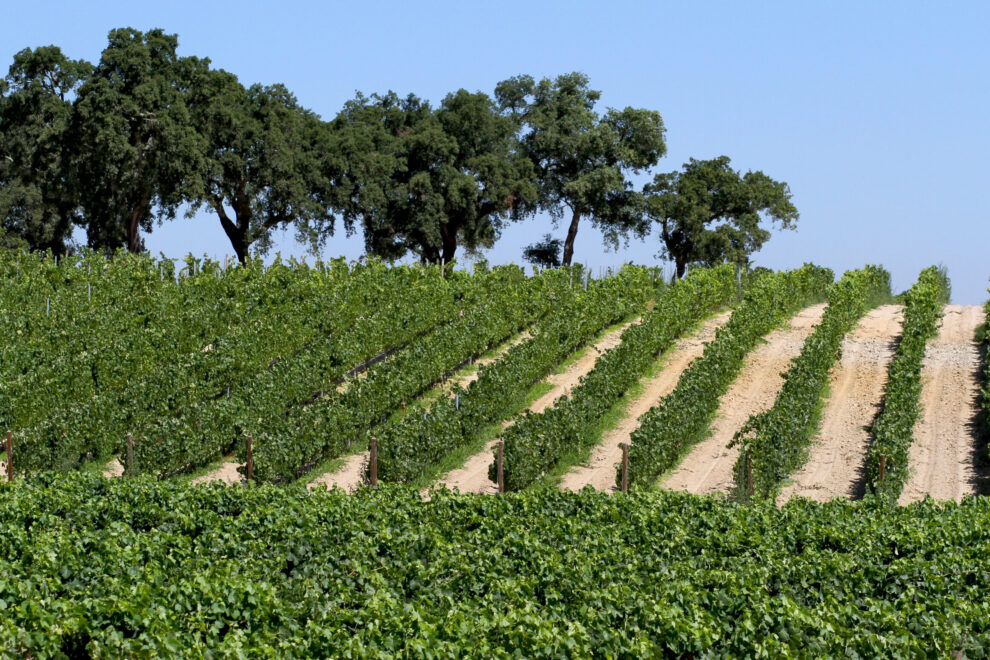 byroad rota das vinhas po - ROTA DE VINHOS PENÍNSULA DE SETÚBAL