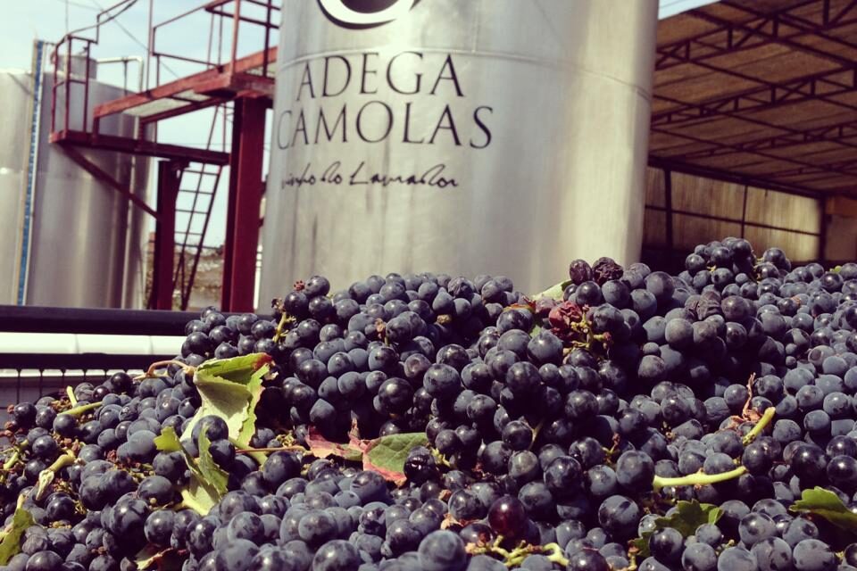 na cave das barricas - ROTA DE VINHOS PENÍNSULA DE SETÚBAL