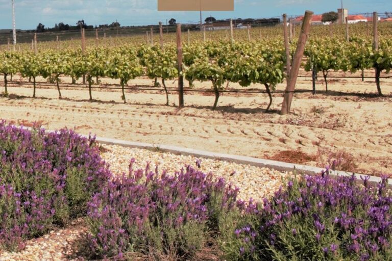 piquenique familia nas vinhas - ROTA DE VINHOS PENÍNSULA DE SETÚBAL